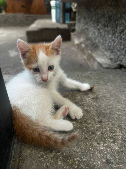 Подарявам малки котенца