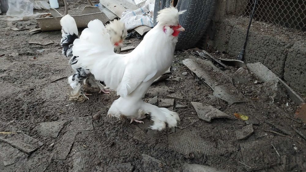 Япон хурозча бор сотувда