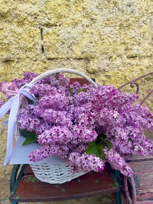 Сирен цветы гүлдері актау