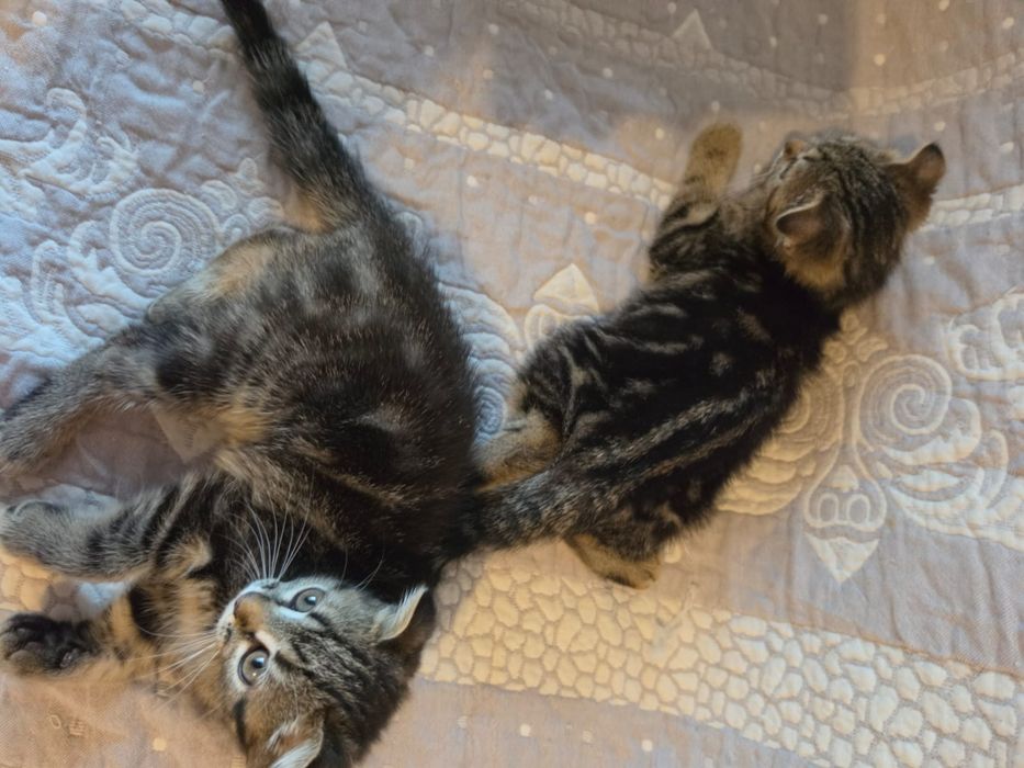 Котята в хорошие руки