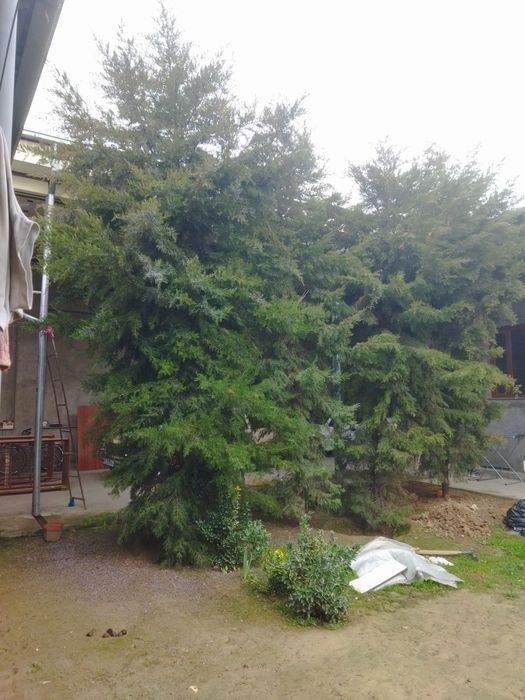 Текинга Арча дарахти