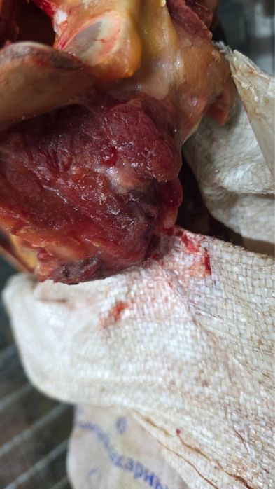 Кости для собакс