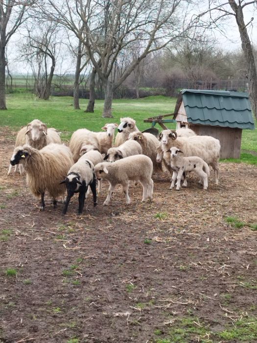 Oi țurcane  cu miei langa ele