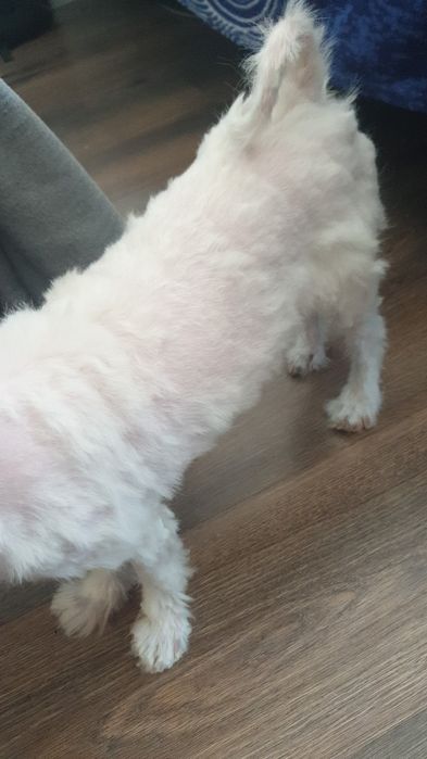 Шерсть  собаки  белая