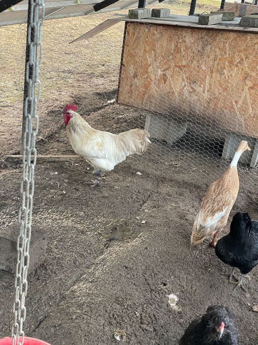 Cocos Australorp Alb de 11 luni