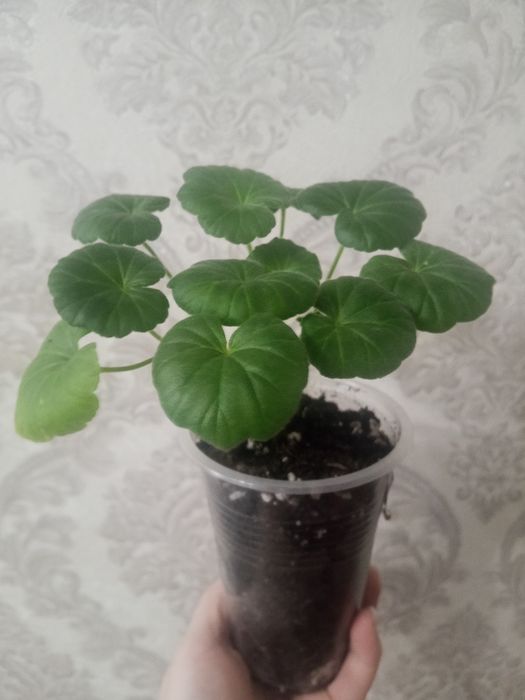 Белая пеларгония