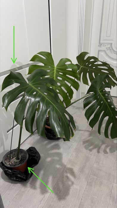 Монстера, см на фото