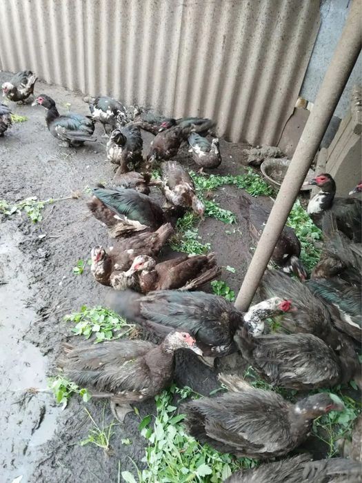 Продам индоутки срочно