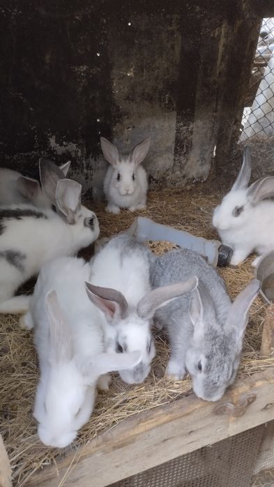 Продам кроликов!
