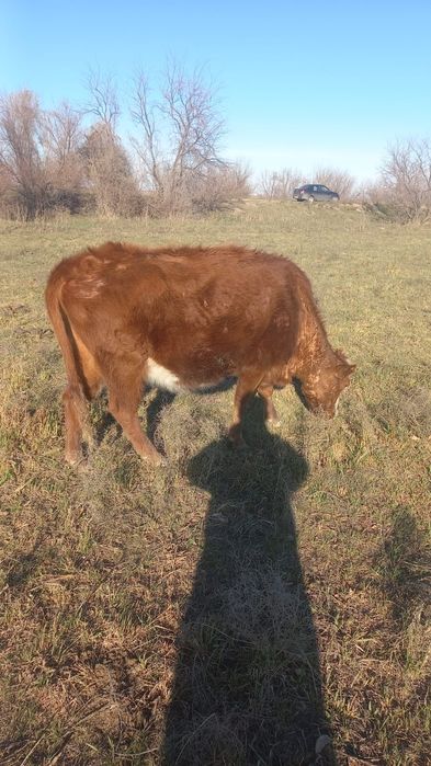 Қысыр сиыр сатылады