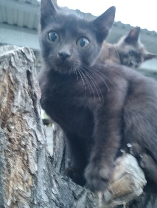 Отдам в добрые руки котят