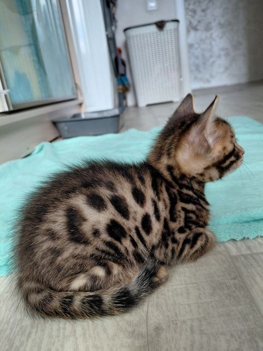 Продам бенгальских котят