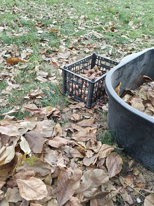 Орехи грецкие, крупные