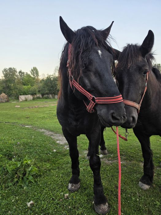 De vânzare  mânză de 2 ani și armăsar de 4 ani.