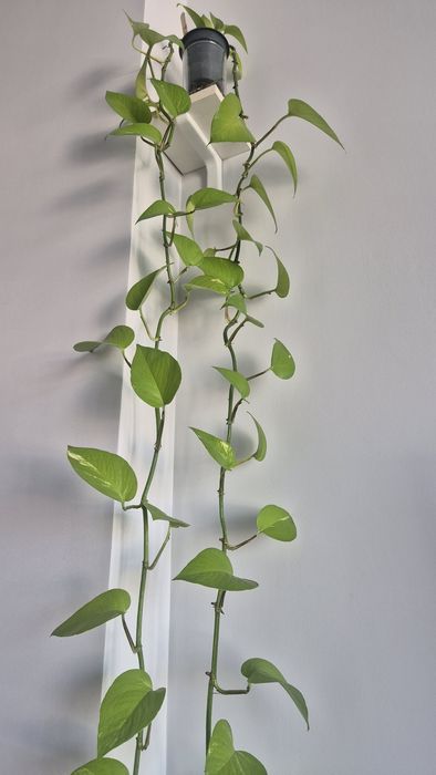 Сциндапсус Неон лайм