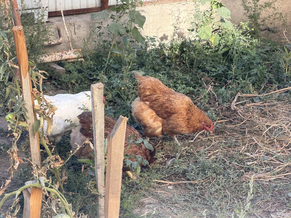 Куры домашние  продам