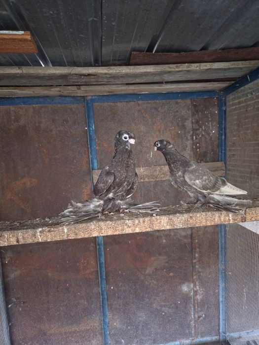 Продам  голубей  пискунов бурых