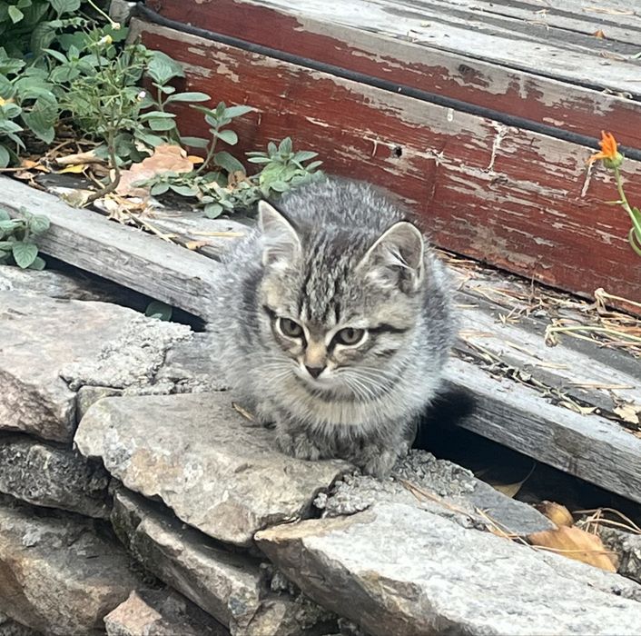 Отдам котенка в доьрые руки (девочка)