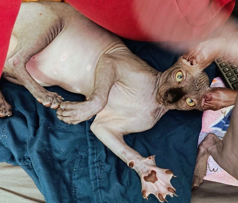 Канадски сфинкс котета