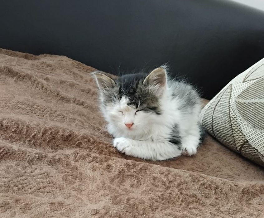 Подарявам женско котенце