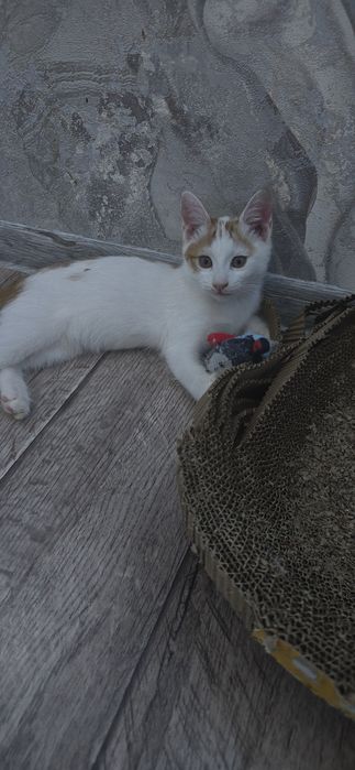 Котята домашние.
