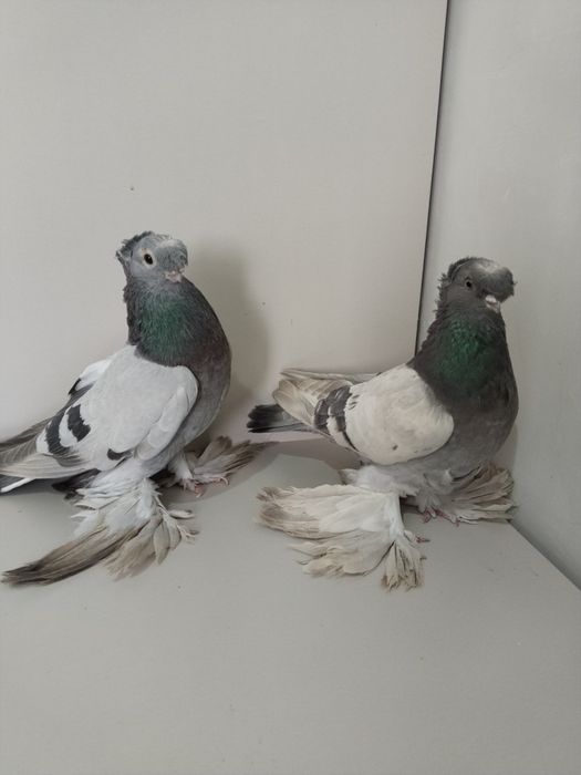 Голубы двухшубые