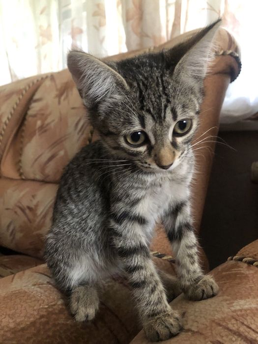 котята мысык в добрые руки
