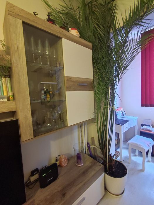 Финикова Палма    много голяма