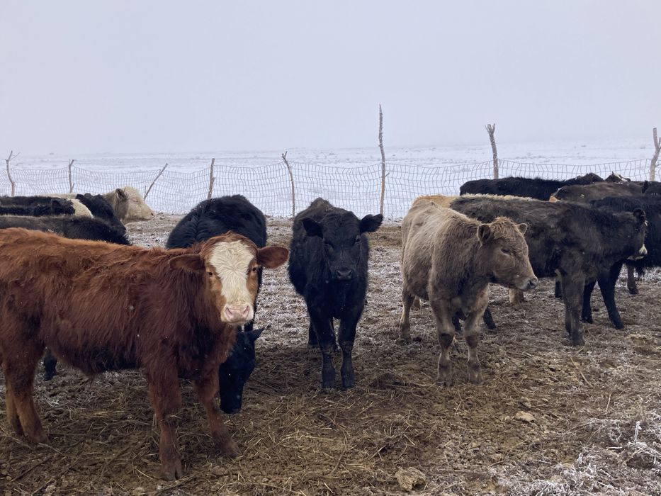Подсостар сатылад Ангус