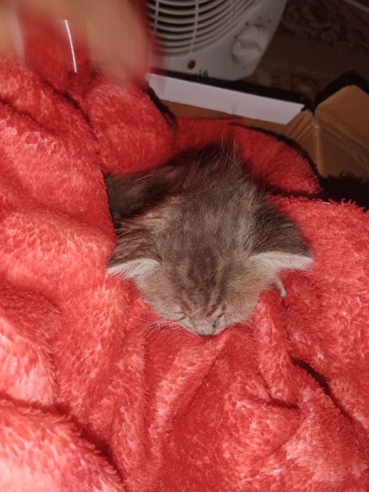 Котенок ( мальчик)