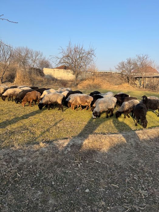 Bug’oz quy sotiladi