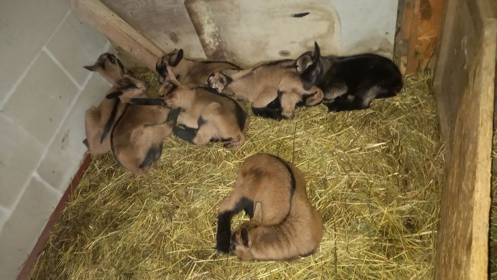 Vând țap alpin cu pedegree!