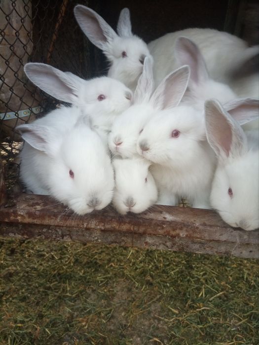 Продаю крольчат 1.5- месячные