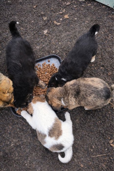 Щенки  2 месяца мальчики