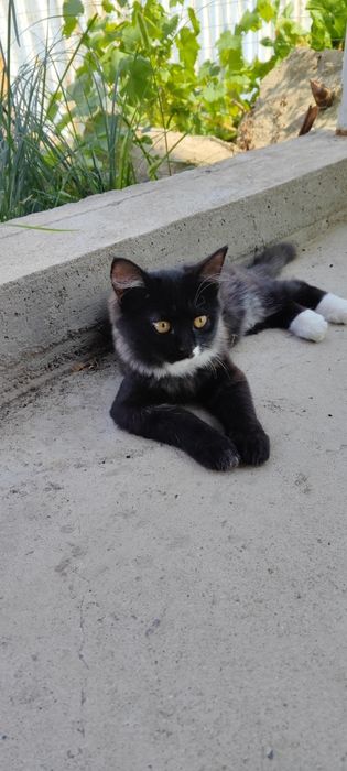 Отдам кошечку, котика