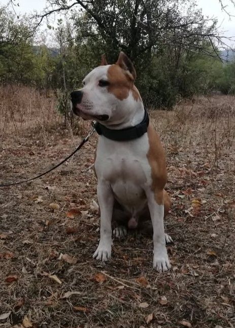 Стаффордширский терьер Кабель на вязку