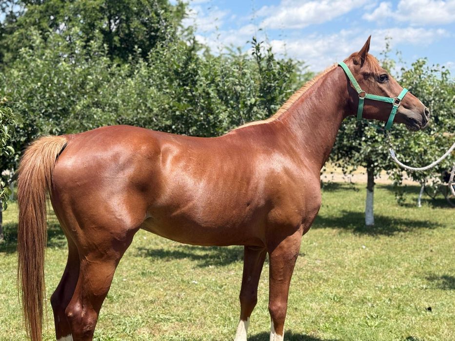 Cal Pur Sânge Arab: Fulger G.V. (Amigo)