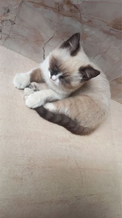 Justin Bieber jinsiy aloqa video