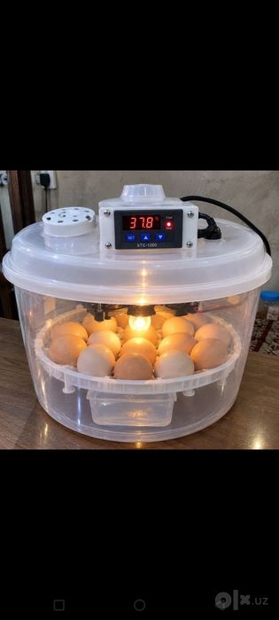 Inkubator 17 talik
