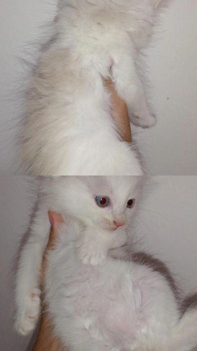 Котята 2 месяца.