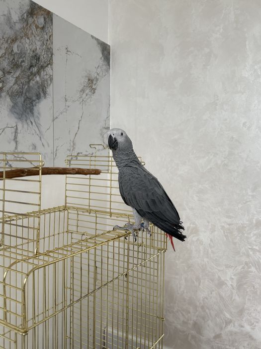 Жако Попугай ручной