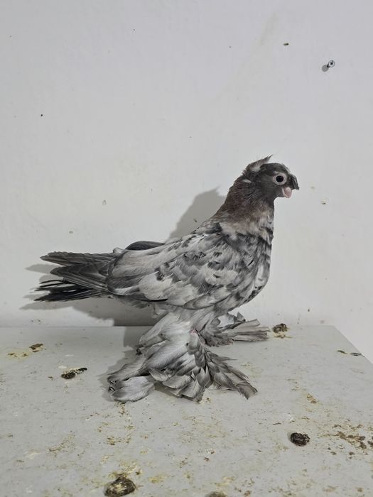 Продаю голубя 2025г