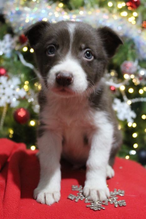 щенки бордер колли