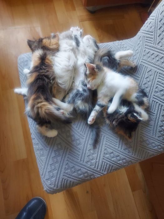 Домашние котята отдам даром