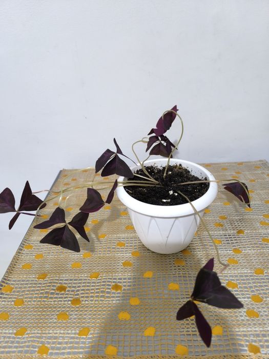 Комнатные красивые цветы.