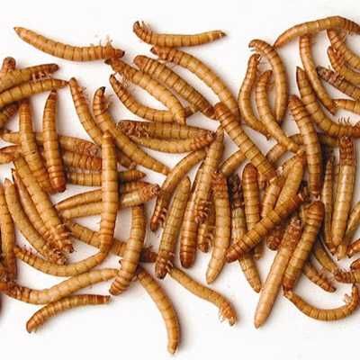 Кепак курти / Kepak qurti / Мучной червь