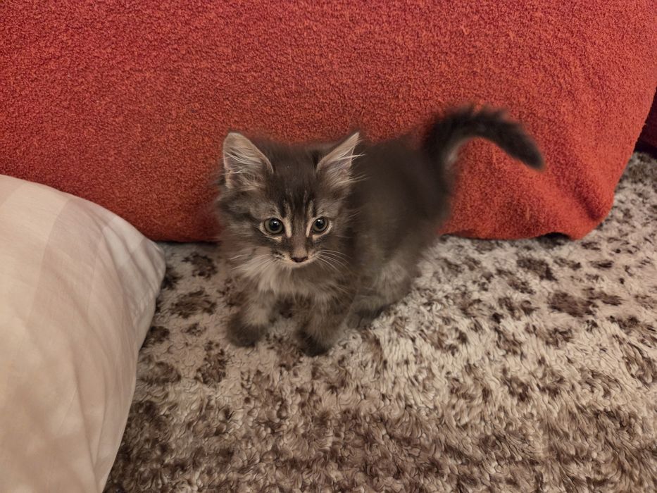 Котёнок бесплатно.