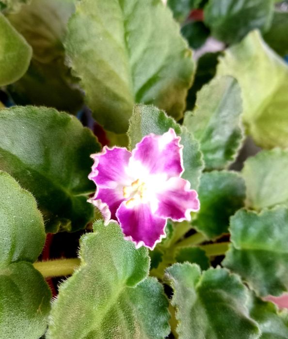 Фиалочки для дома