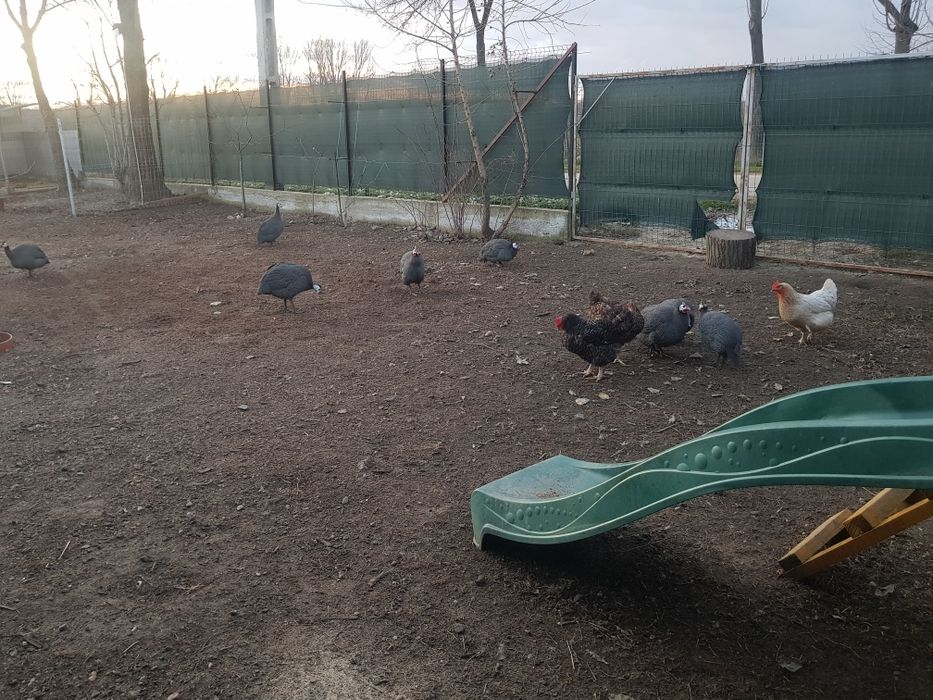 Vand bibilici tinere