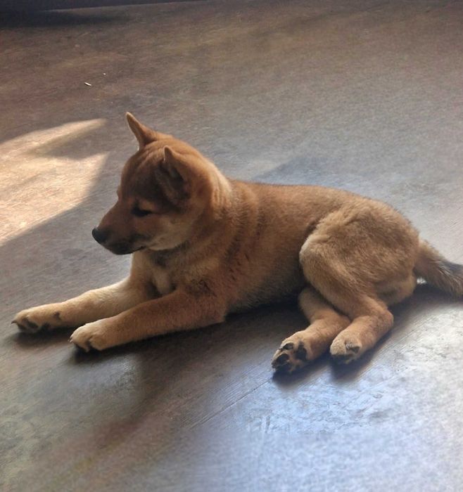 Щенки сиба ину 3 месяца